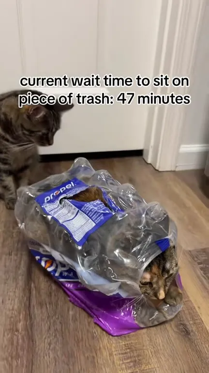 Cat waits for the trash seat