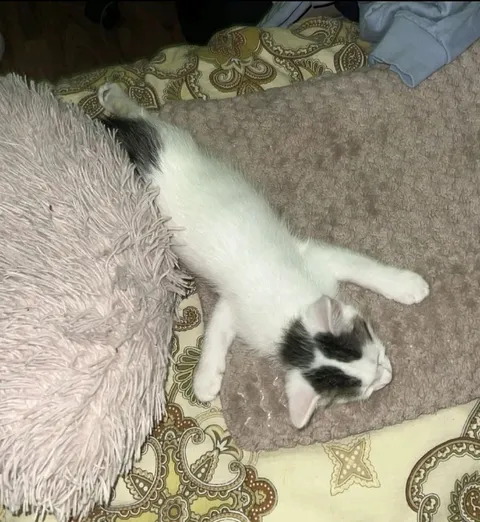 Кот спит поперёк кровати