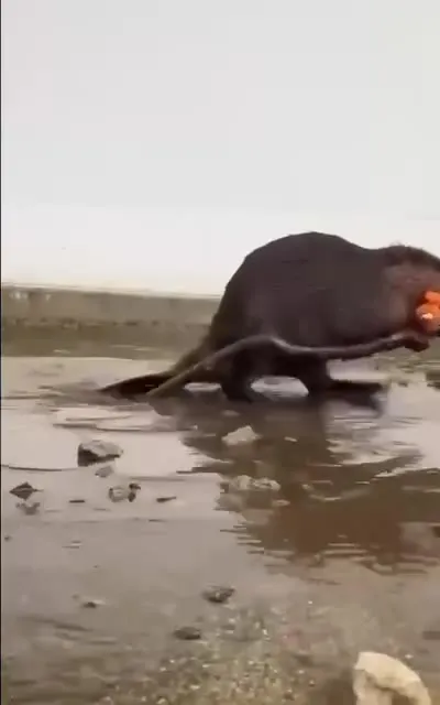 Крысы идут по грязи