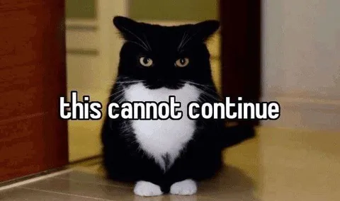 This Cannot Continue Cat