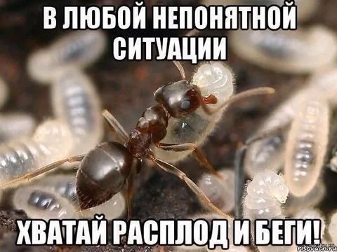 Муравей хватает расплод и бежит