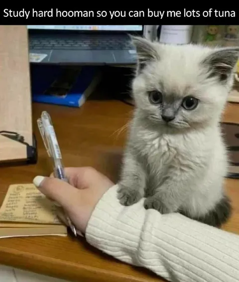 Study Hard for Tuna