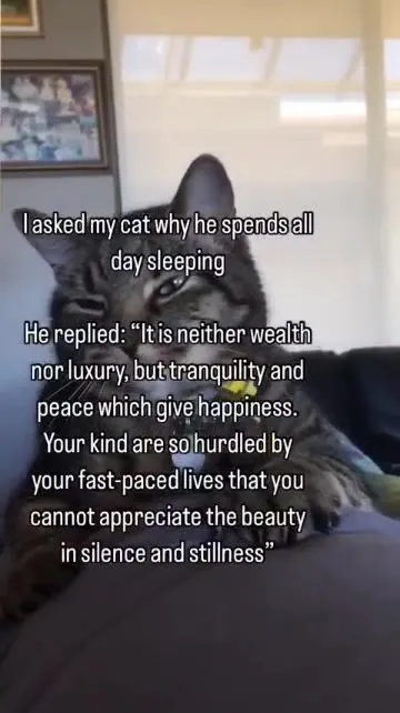Cat Explains the Meaning of Life