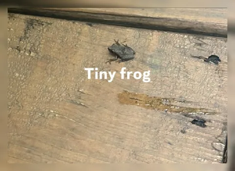 Tiny Frog on the Floor