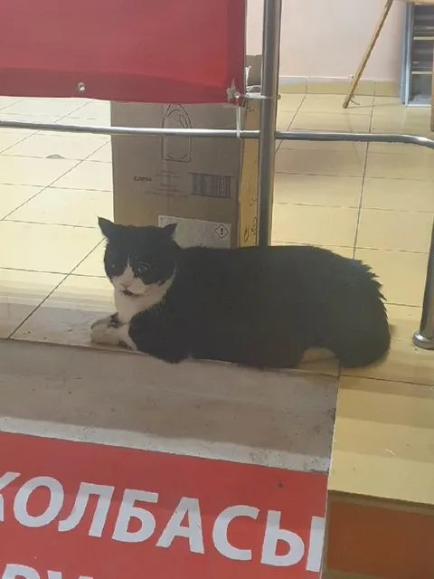 Кот возле колбасы