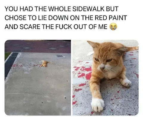 Cat Lies on Red Paint