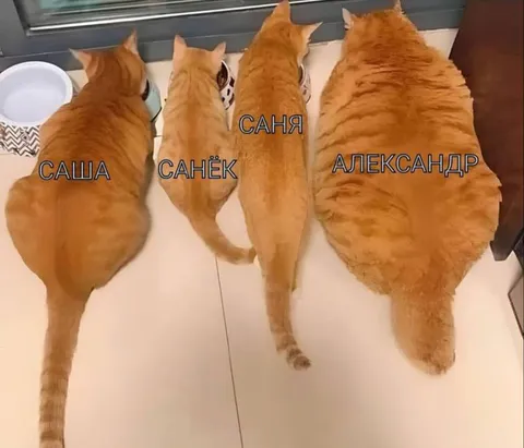 Самый короткий хвост у Саши