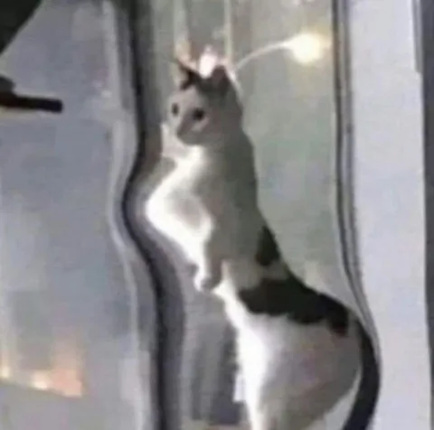Кот, застрявший в измерении