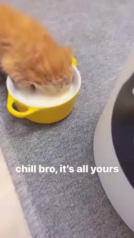 Kitten Claims the Whole Bowl