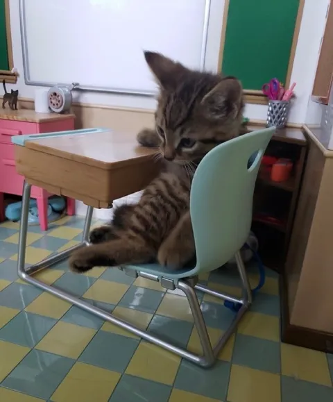Котёнок на уроке