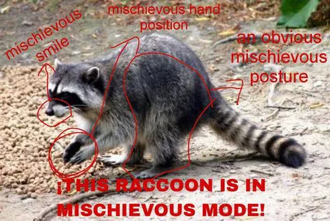 Raccoon in Mischievous Mode