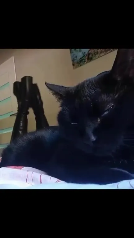 Чёрный кот под SexyBack