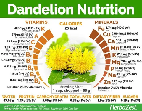 Dandelion Nutrition Facts