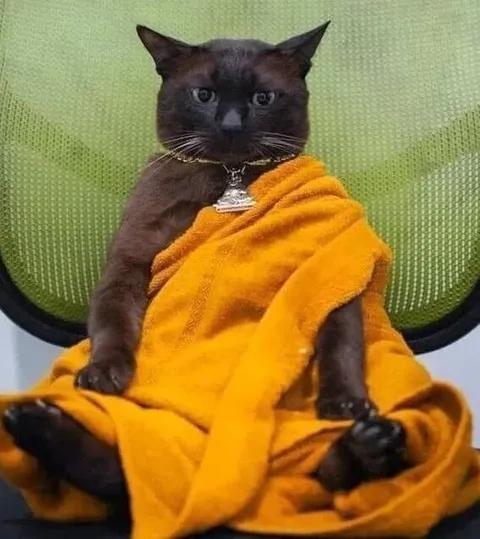 Кот-монах в оранжевой мантии