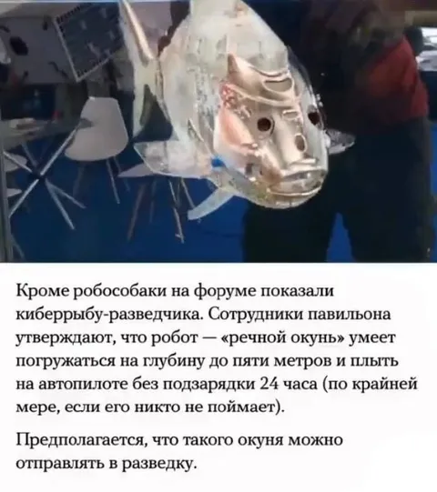 Речной окунь-разведчик