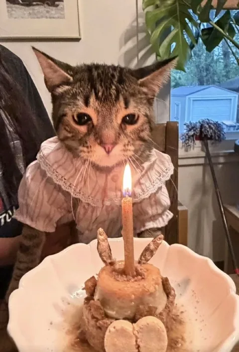 Кот празднует день рождения