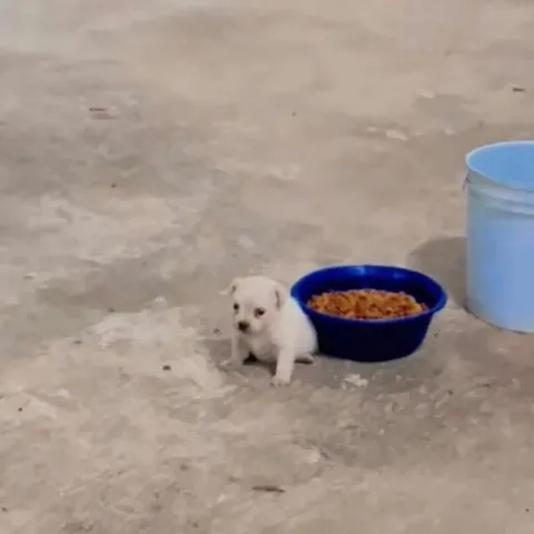 Щенок рядом с миской