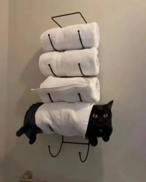 Кот в башне из туалетной бумаги