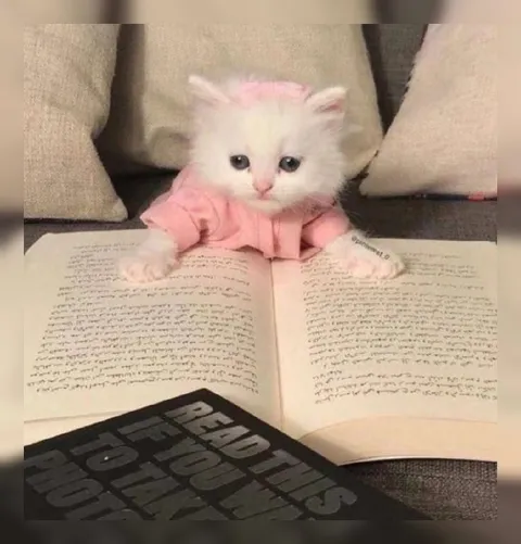 Котёнок читает книгу