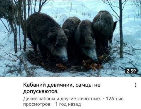 Кабаний девичник без самцов