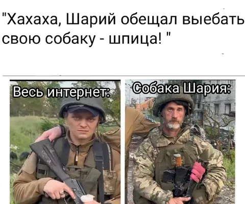 Собака Шария — шпица