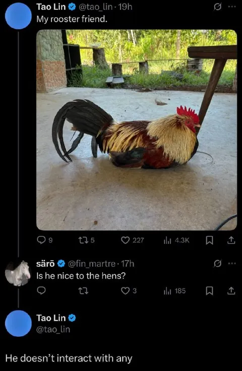 Rooster Who Avoids Everyone