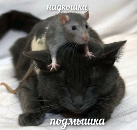 Надкошка и подмышка