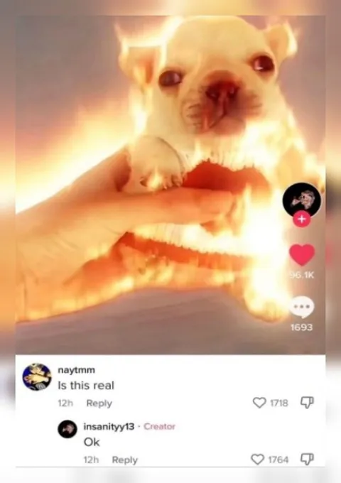 Is This Real Puppy