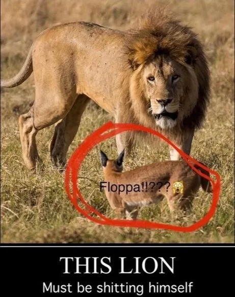 Lion Terrified of Floppa