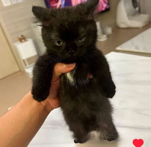 Сердитый чёрный котёнок