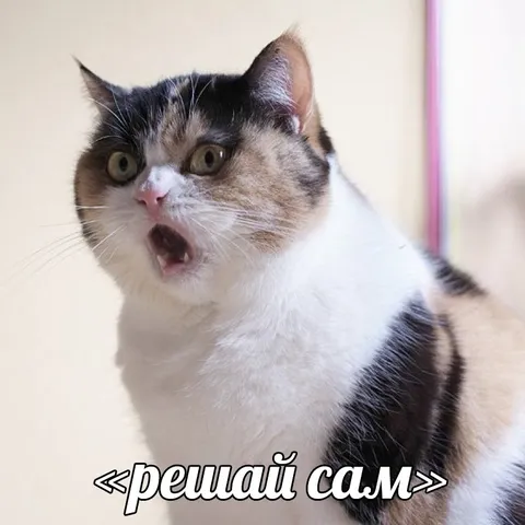 Шокированный кот «решай сам»