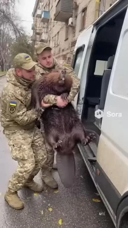 Солдаты грузят бобра в фургон