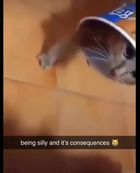 Cat Suffers the Consequences
