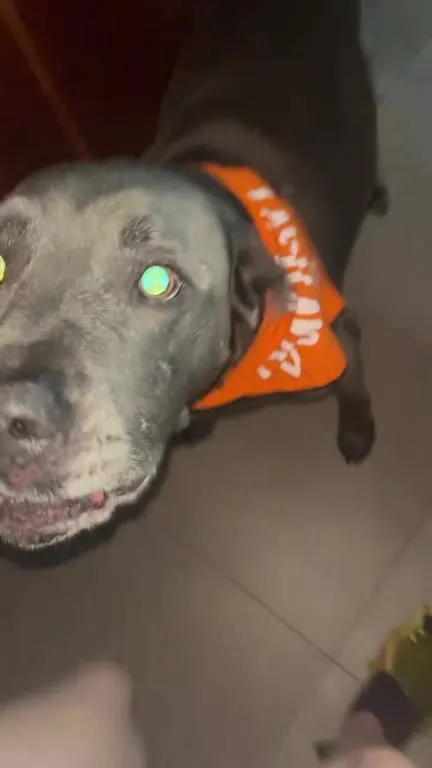 Dog Finds His Nose Again