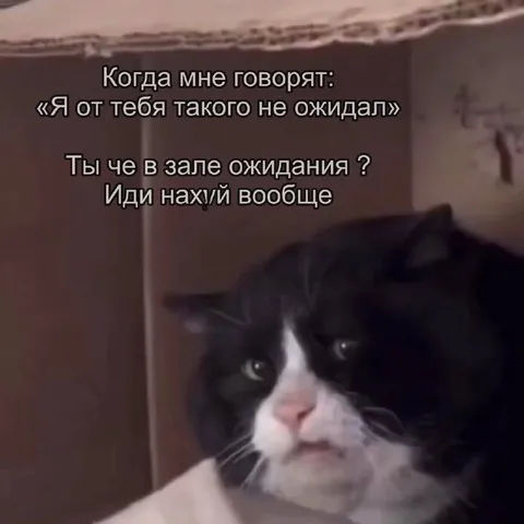 Кот про зал ожидания