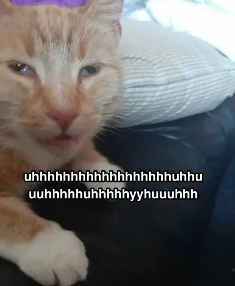 Confused Cat Says Uhhhh