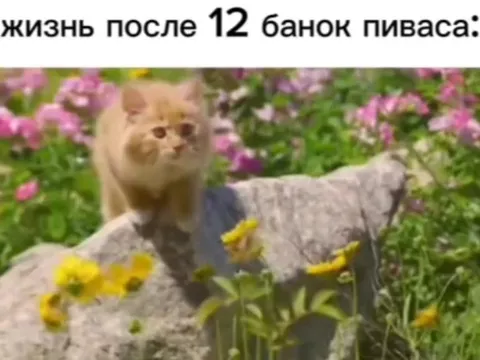 Жизнь после 12 банок пиваса