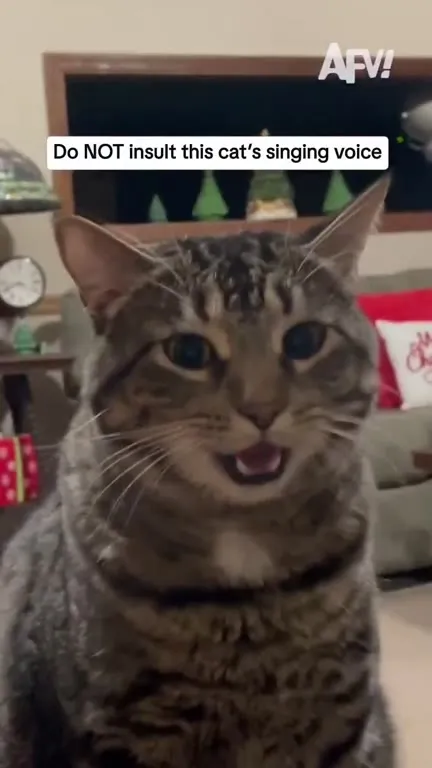 Cat Sings Directly Into Camera
