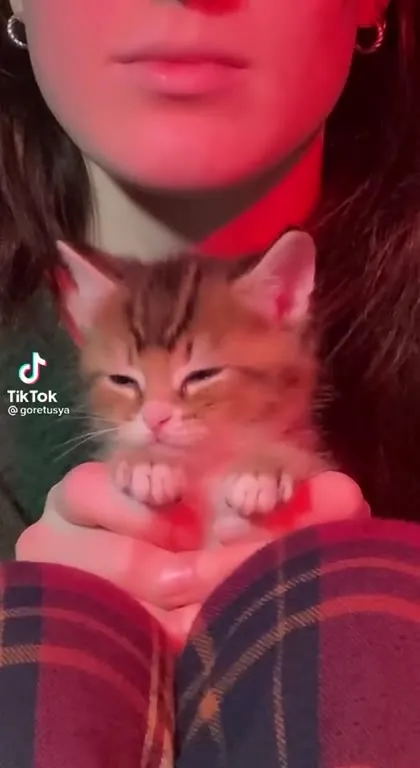 Котёнок под романтичную песню