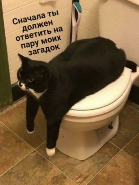 Сначала ответь на загадки