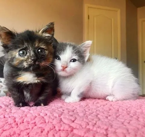 Два милых котёнка