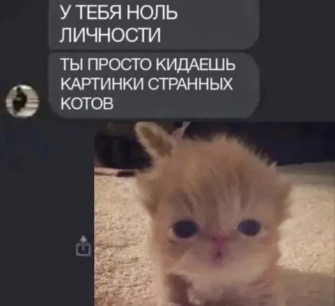 Ты просто кидаешь картинки странных котов