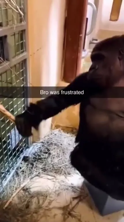 Frustrated Gorilla Pulling a Stick