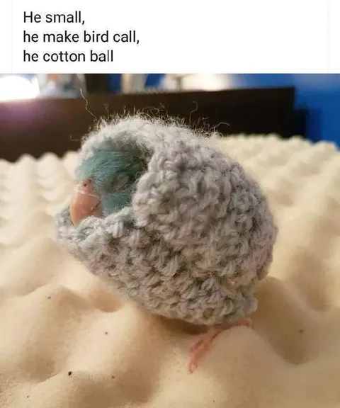 Tiny Bird Cotton Ball