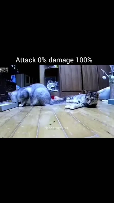 Cat Attack With Zero Damage