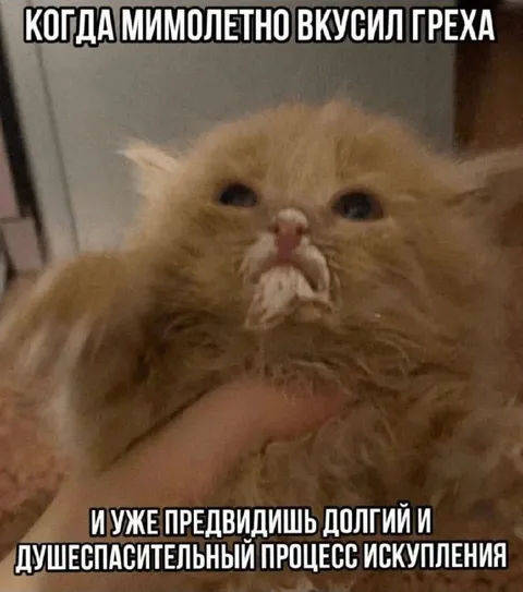 Кот после мимолетного греха