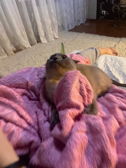 Кот в розовом пледе