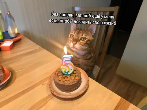 Кот празднует пятилетие