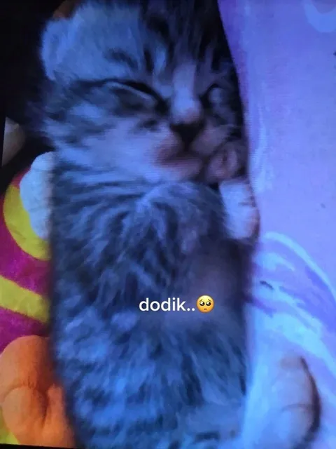 Dodik.. Sad Cat
