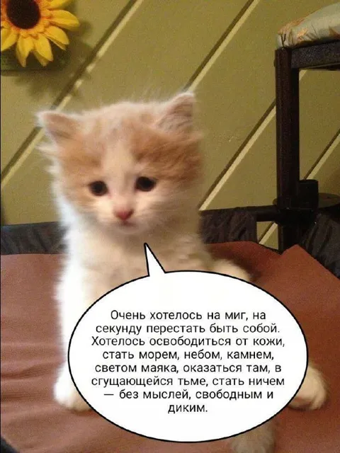 Котёнок хочет перестать быть собой